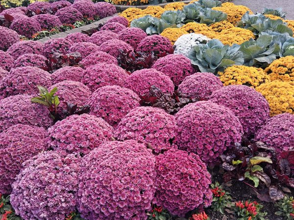 What features make a good food processor for home cooking?